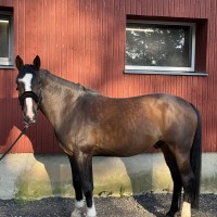 Läti soojavereline ruun