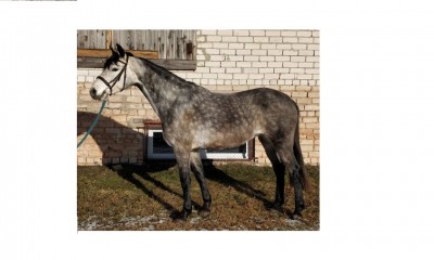 Silver Little P