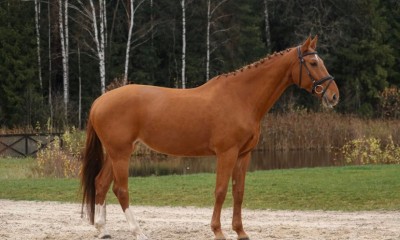 Allround pony mare for sale