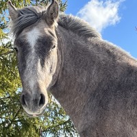 VOORE LENDER - ESTONIAN NATIVE HORSE