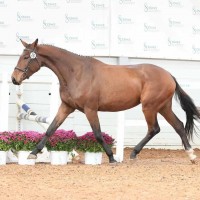 7 a ESH mära Popcorn Time (Pronto van de Maltahoeve x Agrovorms Amerigo)