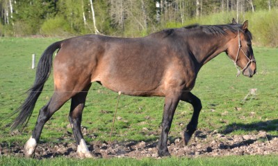 eesti sporthobune mära Calli