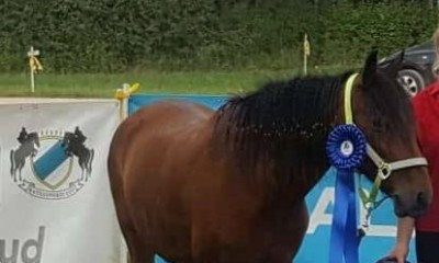 Poni