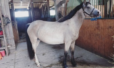 Müüa 5a Eesti hobune