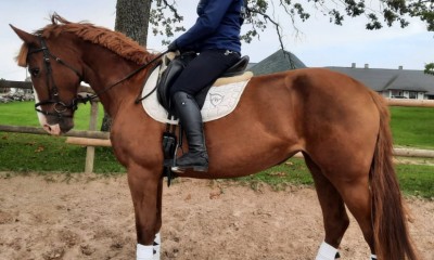 Tori horse mare Väge
