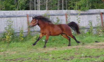 Dartmoor poni