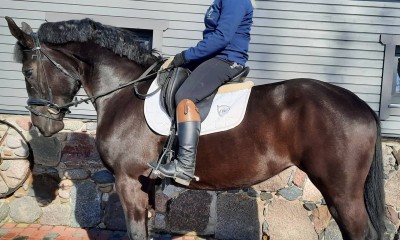 Sporthorse Blenda Princess