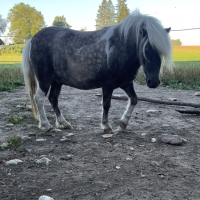 Väikeponi ruun Atsin 
