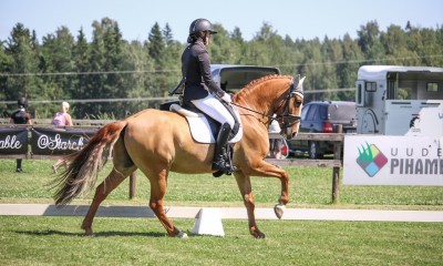 Dressage pony Aramis for sale