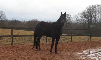 Mära, s. 2005