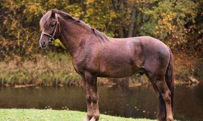 Super iseloomuha Rosetiponi