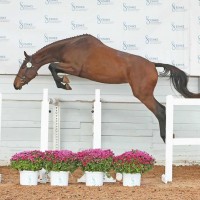 7 a ESH mära Popcorn Time (Pronto van de Maltahoeve x Agrovorms Amerigo)