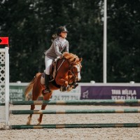 Welsh pony for sport