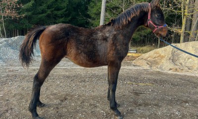 A Curious and Affectionate Dark-Bay Colt (Latvian Warmblood)